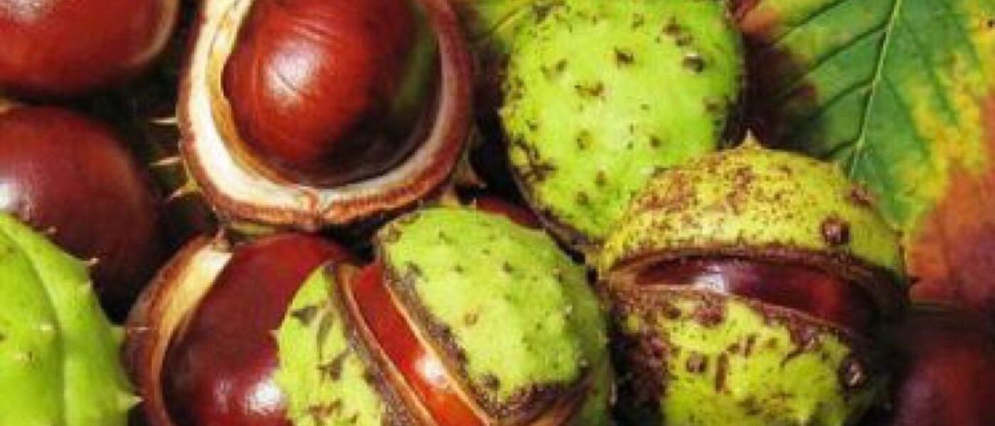 Čaro jesene pre celú rodinu: Prečo si vyjsť nazbierať gaštany