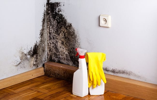 Zdravý domov bez plesní