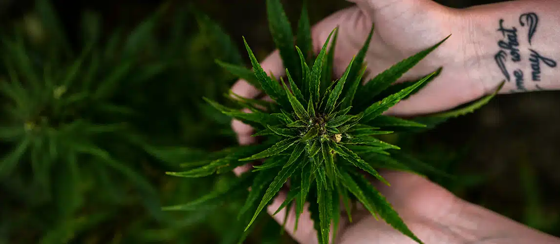 Konope ako prírodný poklad: liečivé účinky, ktoré stojí za to poznať