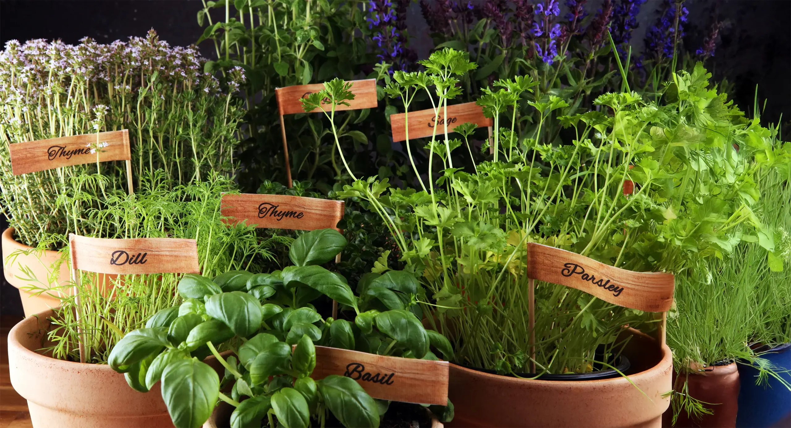 Aké bylinky nasadiť okolo domu